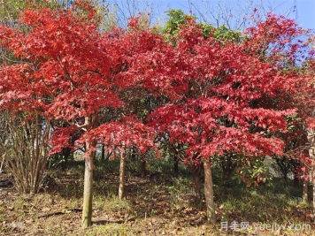 美国红枫苗木种植时八点修剪建议