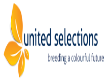 月季育种家：荷兰联合精选月季United Selections