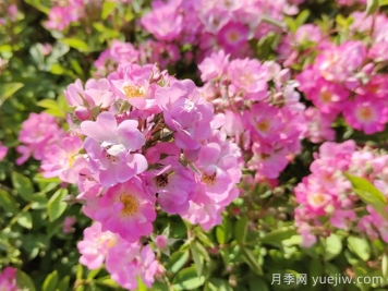 月季种植浇水技术有何奥秘