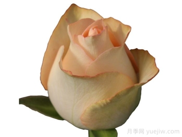 桃色朱米莉亚月季/桃色艾莎月季