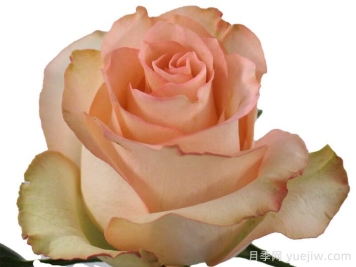 简约朱米莉亚月季/简约艾莎