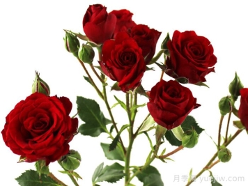 天鹅绒之花月季