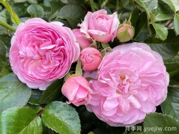 8首最美月季花古诗，春天赏花品诗