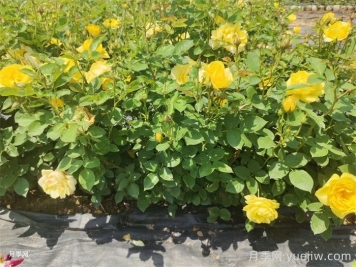 盆栽月季月月开花的关键是什么？