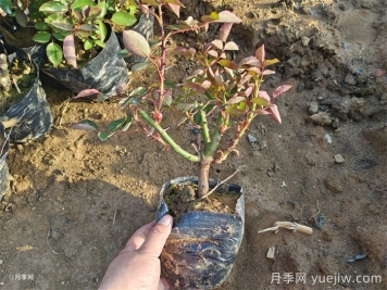 可以用月季种子栽培出月季花吗？