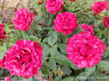 如何通过病虫害防治来防月季老化？