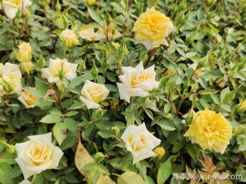 月季茎蜂的特点和防治？