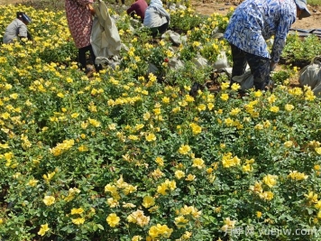 月季黑星病和褐斑病如何防治？