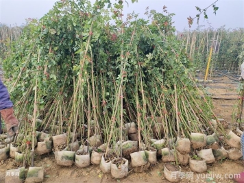 藤本月季在东北地区防寒方法推荐