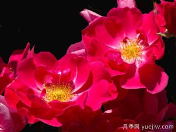 基韦斯特月季/樱桃盖