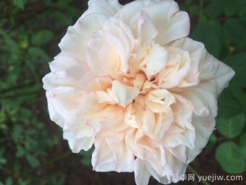 基韦斯特摇滚月季