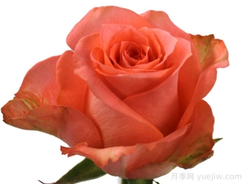 鲑鱼盛宴月季/华丽鲑鱼