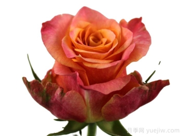 速比多月季/速比涛