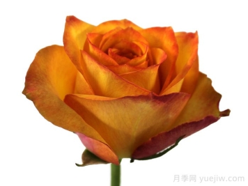 金色知更鸟月季