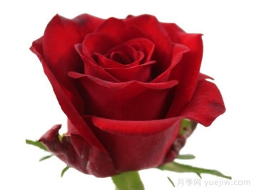 红色浪潮月季/红潮