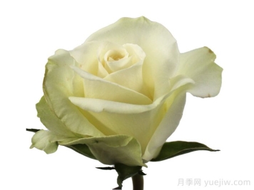 寒冷微笑月季/冷笑