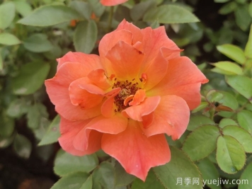 做足功课，迎接杭州人的高架月季专属浪漫