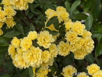 分享十种黄色藤本花卉