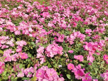 月季施肥全年科学指南