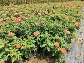 月季夏季施肥时间和方法