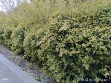 分享10种片植植物设计