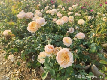 月季新叶卷曲枯萎的原因是什么？