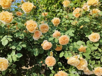 月季花的自然花期是什么时候？