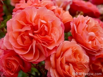 珊瑚狮子月季的优缺点是什么？