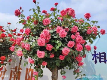 树状月季为什么只嫁接粉扇和绯扇？