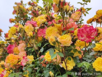 藤彩虹月季和微彩虹月季的区别？