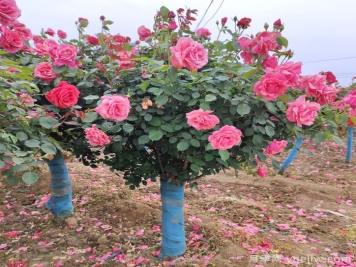 树桩月季修剪的常见误区及实用技巧