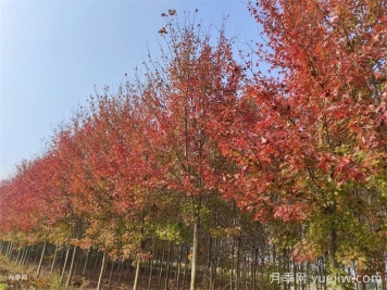 五角枫生长环境、种植技术与管理方法