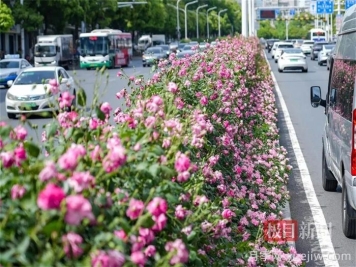 湖北武汉月季炸街，月季成道路颜值担当