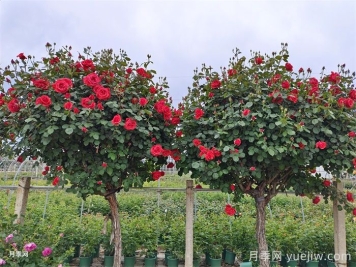 月季修剪的常见误区及实用技巧