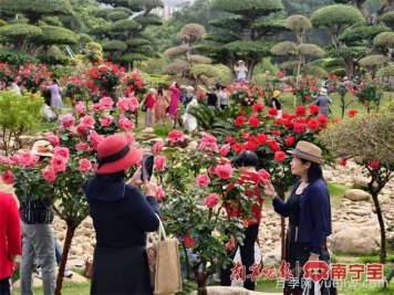 南宁南湖公园，2万株月季盛放的梦幻花园