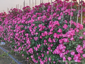 灌木月季和藤本月季有什么区别？