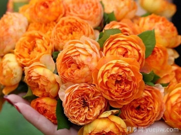 蜂蜜焦糖月季有哪些优缺点？