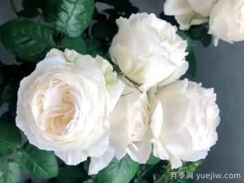 帮助推荐10款优秀的白色月季花