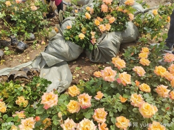 2025年4月最新月季行情价格