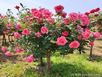 月季树多少钱一棵？2025年南阳树状月季价格