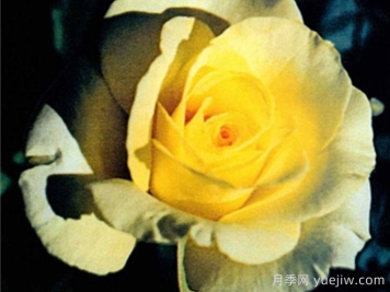 狮子王月季(美国)Lion King