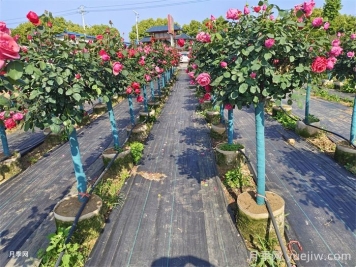 地上钵树状月季/月季树容器苗