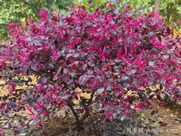 红花继木/红花檵木