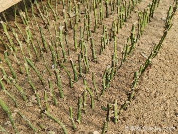 月季的繁殖方法有几种？