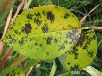 月季黑斑病用什么药​​？