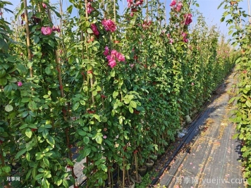 每个时期藤本月季的修剪方式