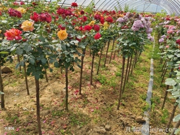 棒棒糖月季苗什么时候种好？