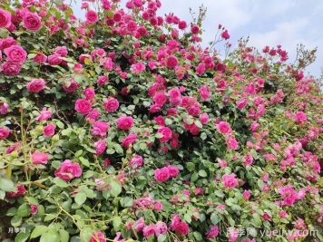 月季从小苗到爬墙要多久？