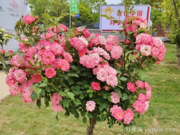 月季的枝条为什么是歪的？