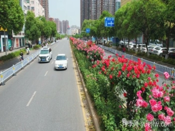 第三届世界月季博览会，南阳宝藏月季花打卡点